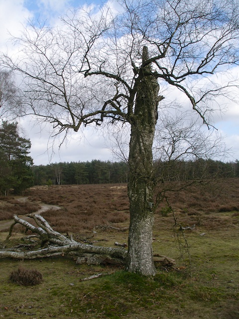 50. Bos en Hei