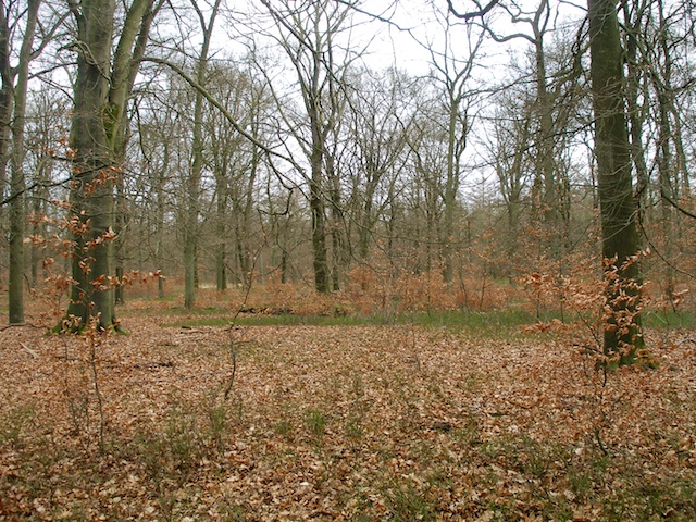 56. Bos