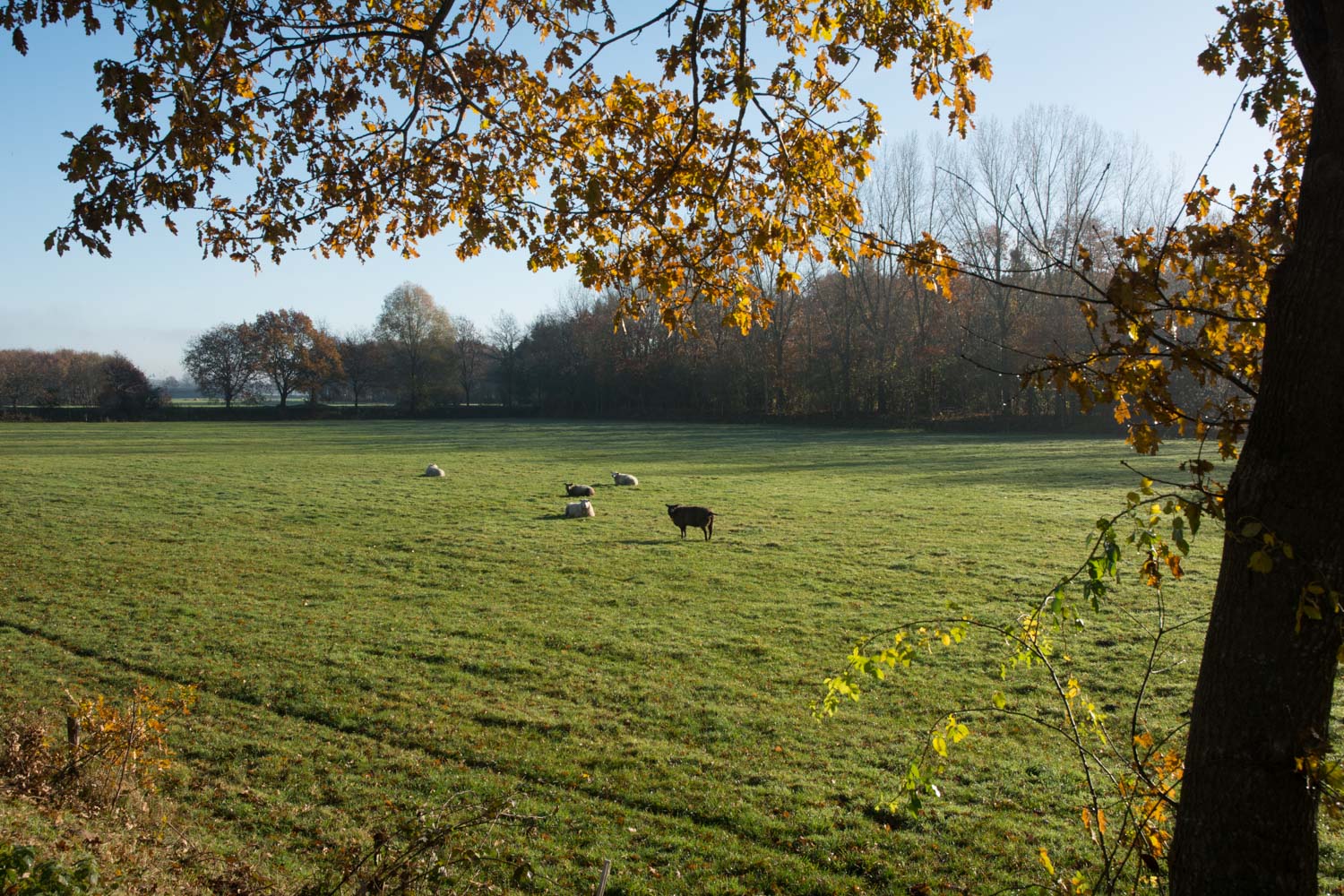 6-landelijk