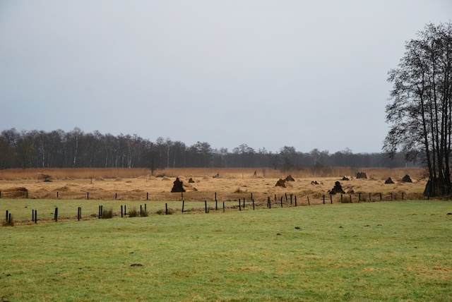 60. Riet