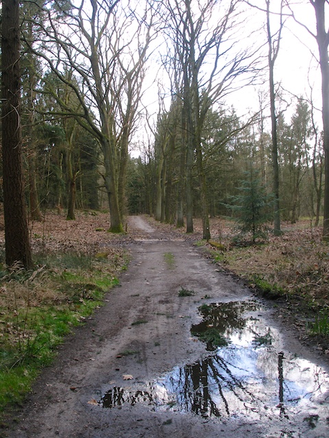 61. Plas