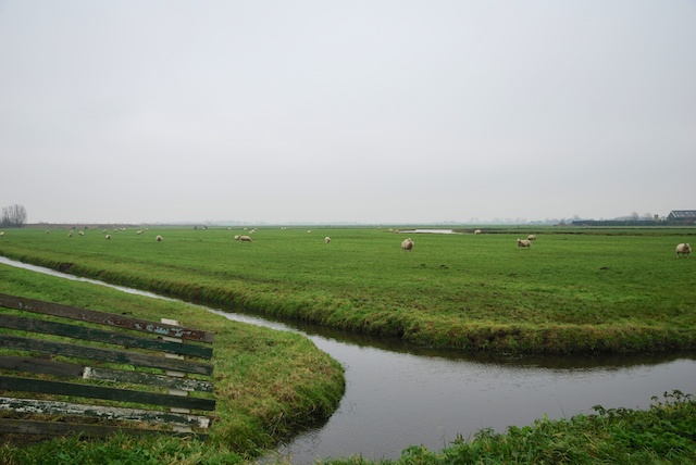 8. Schapen